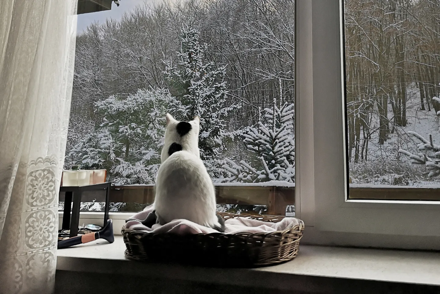 Winter Safety For Indoor And Outdoor Cats