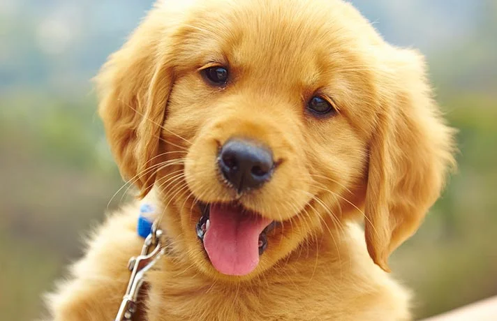 10 تا از نکات مهم که باید قبل از پذیرفتن مسئولیت سگ ها بدانید