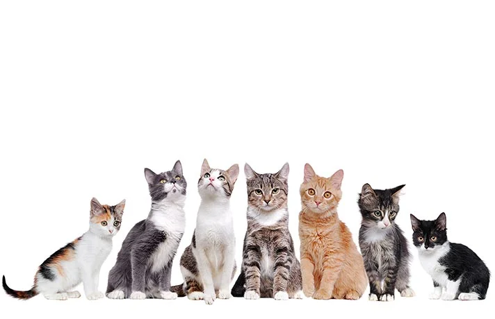 10 نکته ای که باید قبل از پذیرفتن مسئولیت گربه ها بدانید