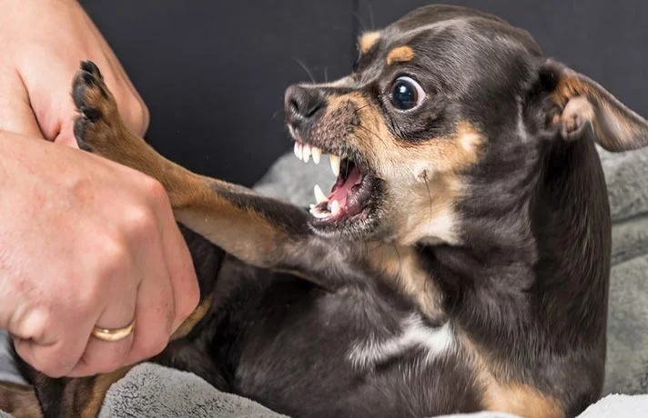 سگ ها از چه چیزی متنفرند؟ ۱۱ کار که سگ از آن متنفر است