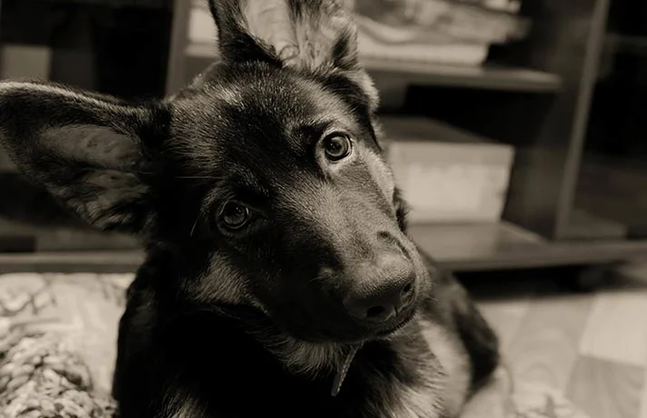 چرا سگ ها سرشان را کج میکنند؟ علت های کج کردن سر در سگ