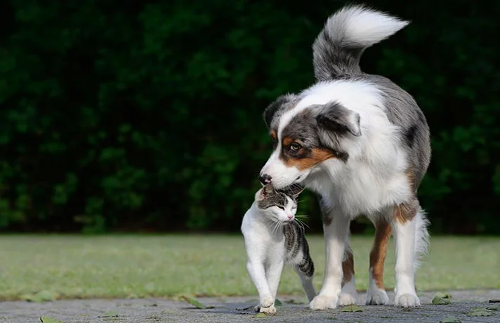 آیا سگ ها و گربه ها واقعا دشمن هستند؟