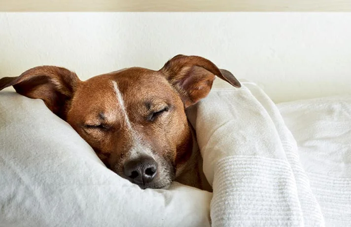 آیا سگ ها خواب می بینند؟ همه چیز در مورد رویا دیدن سگ