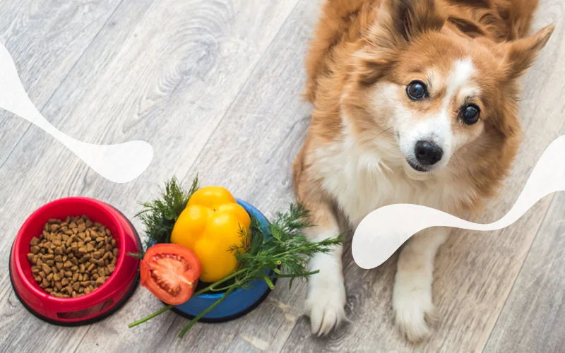 معرفی بهترین غذا برای سگ شما