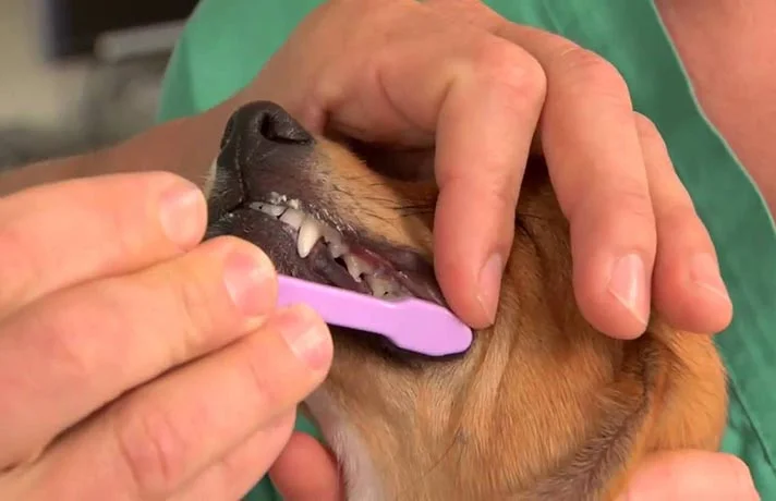 آموزش نحوه مسواک زدن دندان های سگ توسط خودتان در ۶ مرحله!