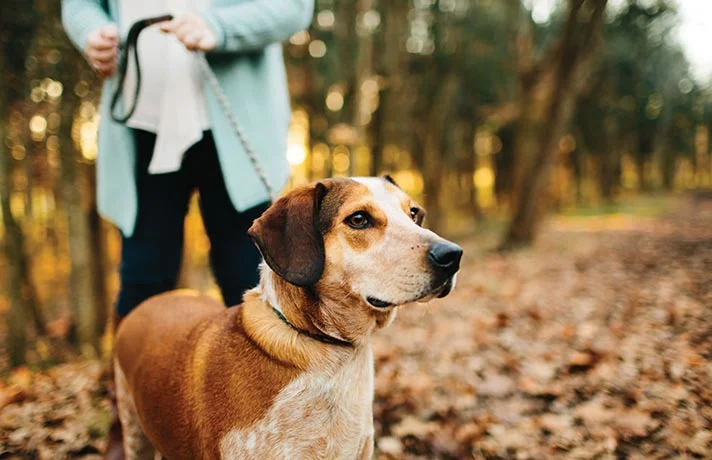 نکاتی در مورد عکس گرفتن با حیوان خانگی که عکس هایتان را خاص می کند
