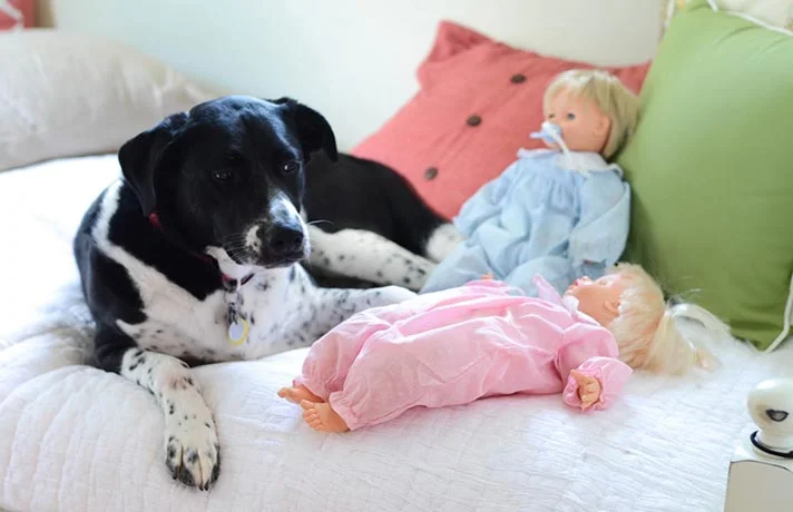 چگونه برای سگ اسباب بازی درست انتخاب کنیم