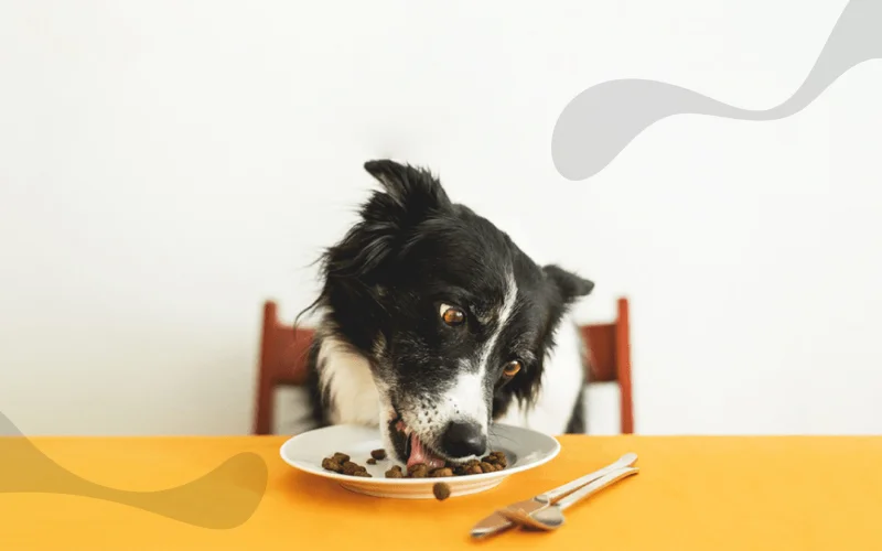 طرز تهیه 20 مدل غذای ساده و خوشمزه خانگی برای سگ