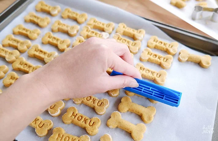 خواص امگا 6 برای گربه ها و معرفی منابع امگا شش برای گربه