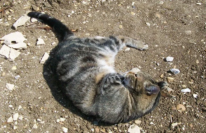 10 نکته در مورد انتخاب و نحوه آماده سازی خاک گربه