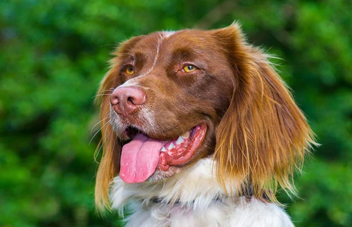 آیا سگ ها دچار سکسکه میشوند؟ دلایل و علت های سکسکه کردن سگ