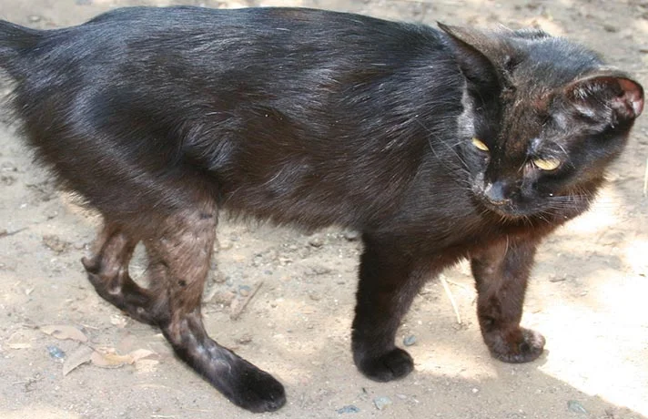 7 تا از عوامل اصلی ریزش مو در گربه