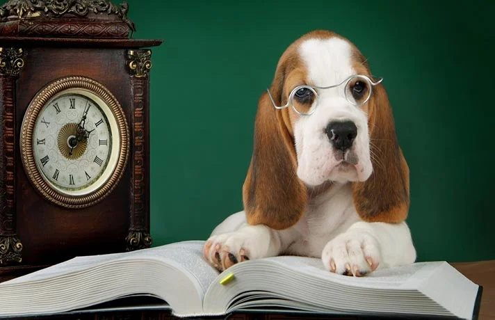 حافظه سگ ها چگونه عمل می کند؟