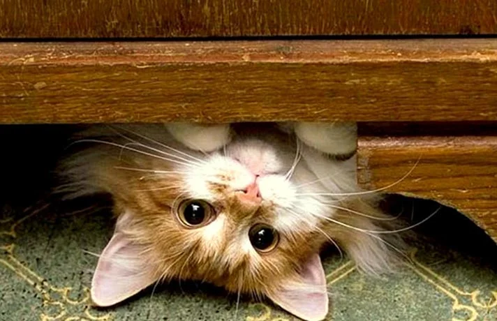 چرا بچه گربه پنهان می شود!؟ دلایل پنهان شدن بچه گربه ها که باید بدانید