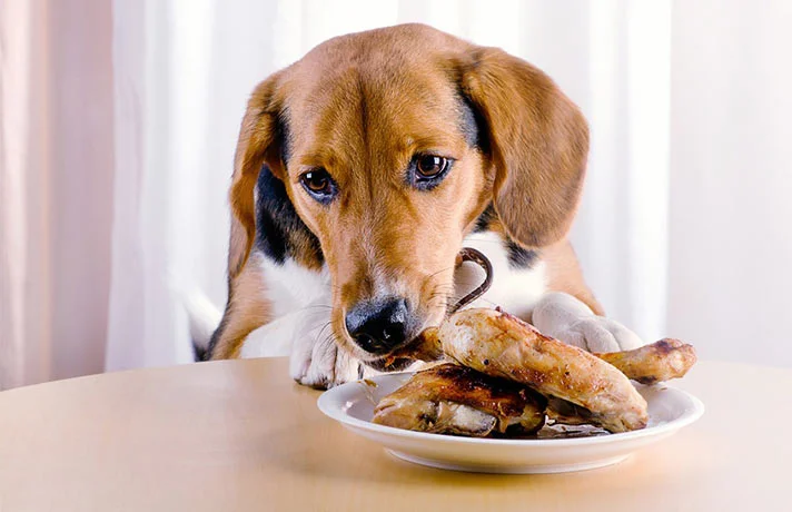 مواد غذایی مضر برای سگ ها و معرفی غذاهایی که هرگز به سگ ندهید!