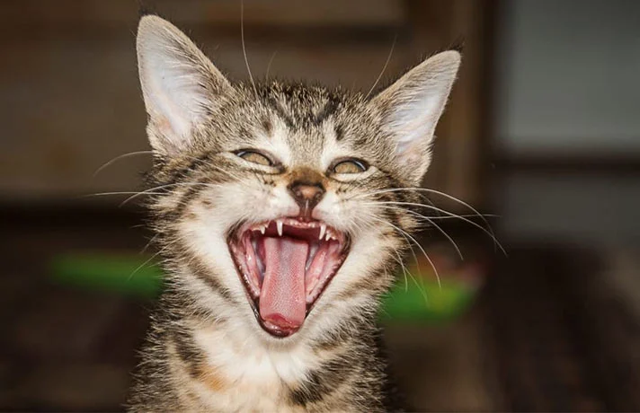 دندان های شیری در گربه و اهمیت بهداشت و نگهداری دندان گربه