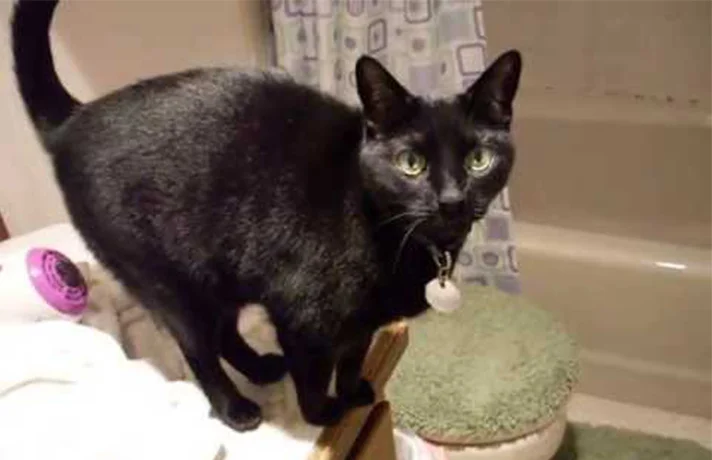 چگونه گربه را بخوابانیم؟ راهنمای خواباندن گربه و منع از شب‌گردی