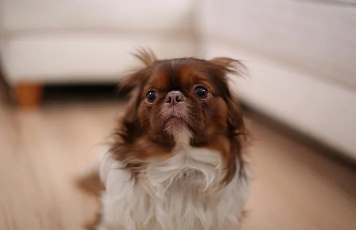 چگونه اضطراب سگ را از بین ببریم؟