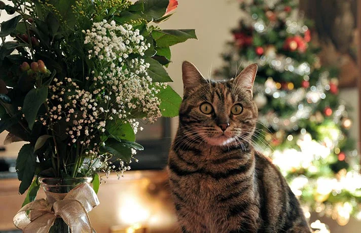 گیاهان سمی برای گربه ؛ معرفی 11 گیاه مضر برای گربه‌ها