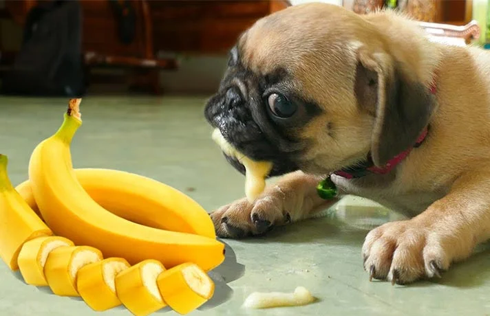 فواید میوه برای سگ ها ؛ سگ چه میوه هایی بخورد؟
