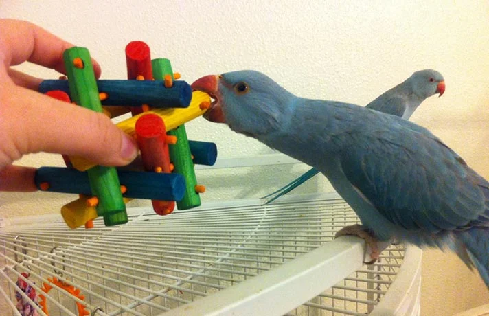 چگونه محیط خانه را برای حضور پرنده مان امن کنیم