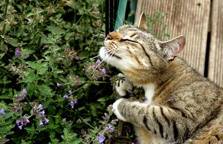 علف گربه چیست؟ فواید گیاه سنبل الطیب برای گربه ها