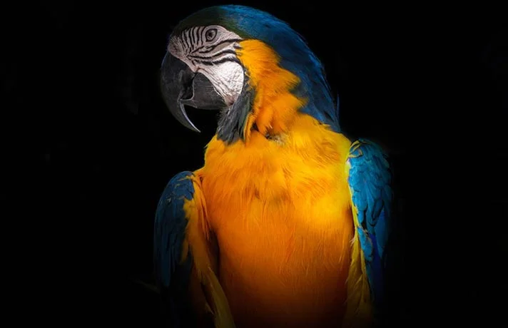 تشخیص سن پرنده و 6 روش برای تعیین میزان عمر پرنده ها!