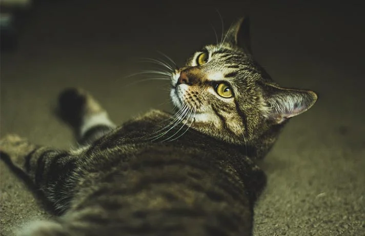 3 دلیل نشانه گذاری گربه نر و روش های جلوگیری از اسپری کردن گربه