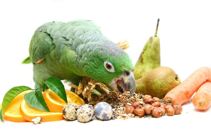 رژیم غذایی مناسب طوطی سانان ؛ انواع غذای مفید طوطی ها