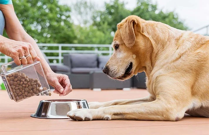 مواد مغذی در رژیم غذایی سگ ها باید شامل چه چیزهایی باشد؟