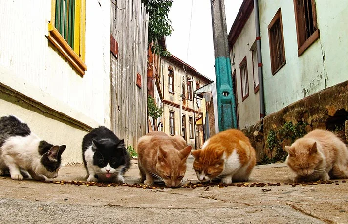 چگونه به گربه خیابانی نزدیک شویم و یا او را صدا کنیم؟