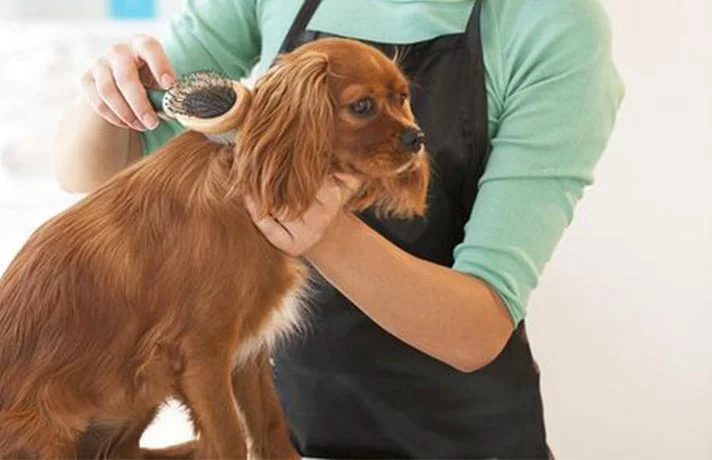 نمدی شدن موی سگ چیست؟ چگونه گره خوردن مو سگ خود را باز کنیم؟