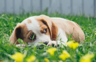 چگونه سگ ترسو را شجاع کنیم؟ بهترین روش شجاع کردن سگ ها