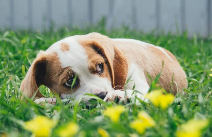 چگونه سگ ترسو را شجاع کنیم؟ بهترین روش شجاع کردن سگ ها