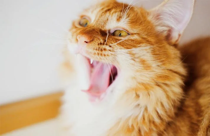 دلایل گاز گرفتن گربه و ۳ روش کاربردی برای کنترل آن