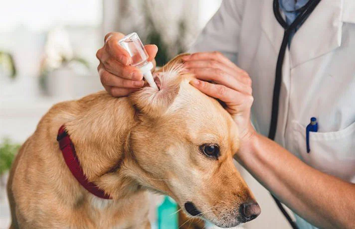 بیماری و عفونت های گوش سگ و نکات کلیدی برای بهداشت گوش سگها