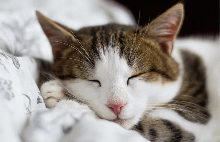 زیاد خوابیدن بچه گربه ؛ آیا بچه گربه‌ شما هم بیش از حد می‌خوابد؟