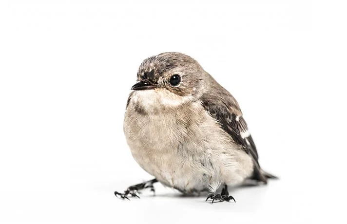 آیا پرنده شما اضافه وزن دارد؟ از علائم چاقی پرنده تا درمان آن