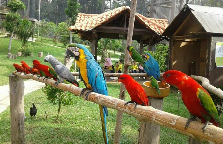 تاثیر نور خورشید روی پرندگان؛ آیا آفتاب برای پرنده خوب است؟