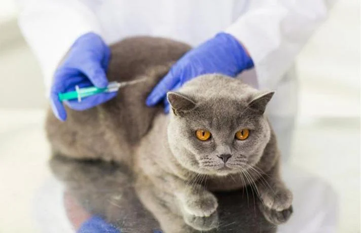 راهنمای کامل مراقبت از گربه‌های نر و ماده پس از عمل عقیم‌سازی