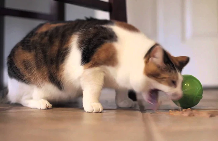 استفراغ در گربه ها نشانه چیست؟ دلایل و درمان بالا آوردن گربه