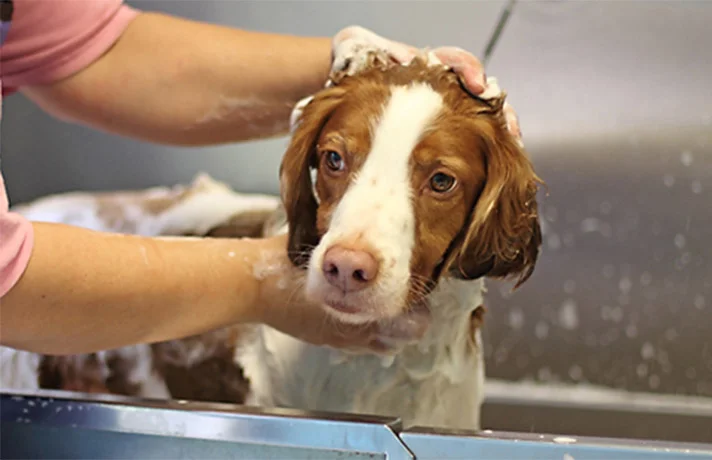 رسیدگی و مراقبت بهداشتی پوست و موی سگ و نکاتی برای تقویت موی سگ