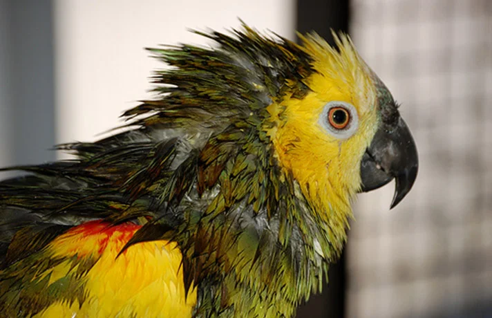 دلایل ترسیدن طوطی و آموزش از بین بردن ترس در طوطی ها