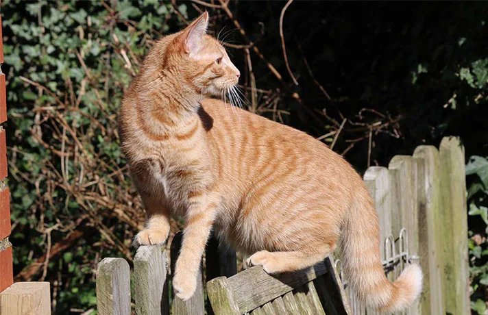 آشنایی با رفتار گربه نر از علایم بلوغ تا جفت گیری نرها