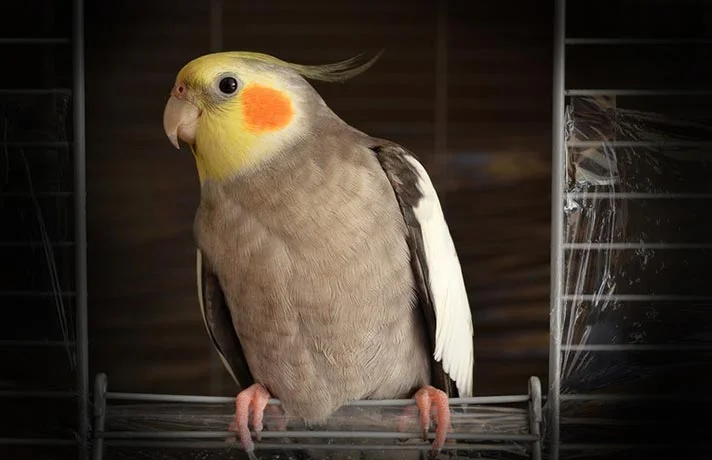 علل بد اخلاقی عروس هلندی و راه حل آن که بهتر است بدانید