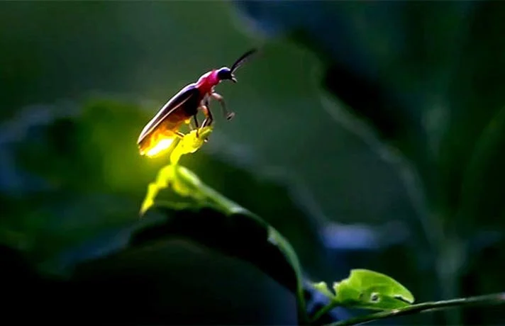 کرم شب تاب چیست؟ معرفی این حشره سمی برای پرندگان