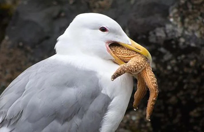 آشنایی با معده پرندگان ؛ معده پرنده ها چطور کار می کند؟