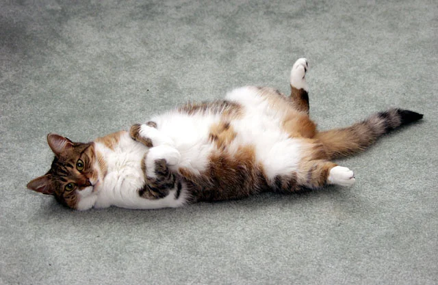 ورزش کردن گربه ها و راه هایی برای تحرک بیشتر گربه