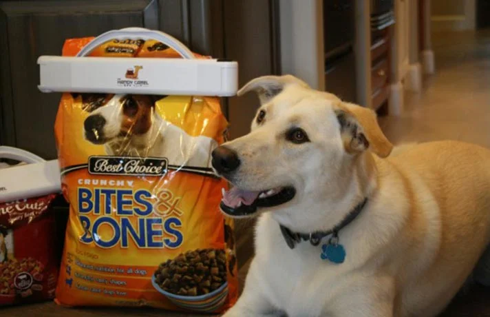 غذای خشک یا کنسرو سگ؟ کدام برای سگ من بهتر است؟