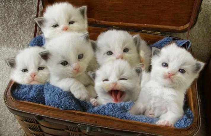 مراقبت از بچه گربه های بی مادر ؛ چطور از گربه یتیم نگهداری کنیم؟